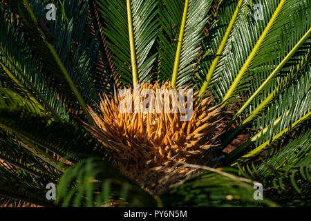 Cycad wissenschaftliche Name ist Cycas circinalis L. Familien Cycadaceae. Cycas schließen oben mit lyzard im Herzen der Palme, Blume und Pflanze Stockfoto