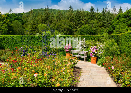 Eine bunte Anzeige der Sommer Rosen und Clematis, in der die Königin Mutter Rose Garden an der RHS Garden Rosemoor, Devon, England, Großbritannien Stockfoto