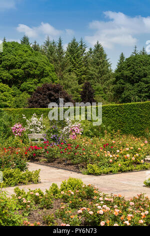 Eine bunte Anzeige der Sommer Rosen und Clematis, in der die Königin Mutter Rose Garden an der RHS Garden Rosemoor, Devon, England, Großbritannien Stockfoto