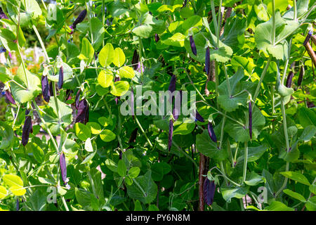 Ungewöhnliche lila podded Erbsen in der Potager Garten an der RHS Garden Rosemoor, Devon, England, UK wachsende Stockfoto