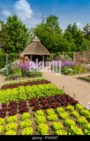 Ordentliche Reihen von bunten Salat und einem strohgedeckten Tierheim im Gemüsegarten an der RHS Garden Rosemoor, Devon, England, Großbritannien Stockfoto