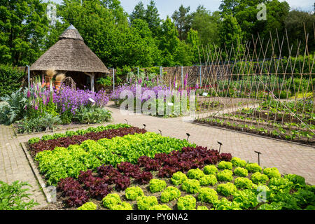 Ordentliche Reihen von bunten Salat und einem strohgedeckten Tierheim im Gemüsegarten an der RHS Garden Rosemoor, Devon, England, Großbritannien Stockfoto