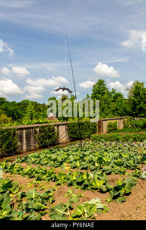 Eine künstliche Raubvogel pest Scarer über der ordentlichen Reihen von Gemüse an der RHS Garden Rosemoor, Devon, England, Großbritannien Stockfoto