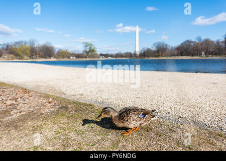 Washington Monument, der Reflexion während der sonnigen Winter Frühling Verfassung Garten Teich, Nahaufnahme von einer Ente Vogel im Park, Blue Water auf Nation Stockfoto