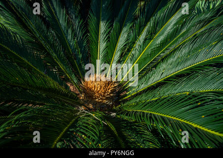 Cycad wissenschaftliche Name ist Cycas circinalis L. Familien Cycadaceae. Cycas schließen oben mit lyzard im Herzen der Palme, Blume und Pflanze Stockfoto