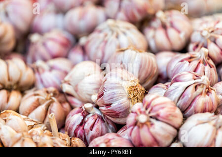 Nahaufnahme von vielen frischen rosa oder lila Sommer ganze Knoblauch Zwiebeln in Italienisch Street Food Markt in Rom, Italien Stockfoto