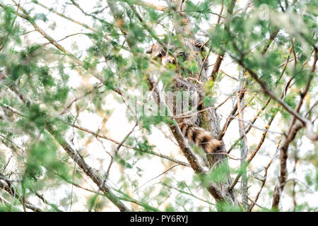 Ausblenden wild Waschbären klettern Pine Tree Trunk Blätter, Nahrungssuche, auf der Suche nach Essen, hängen in outdoor Park draußen, im Freien, auf der Suche nach Futter, wildli Stockfoto