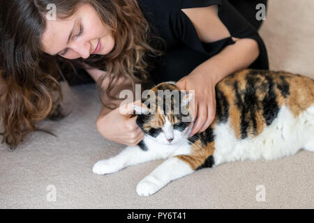 Nahaufnahme des Calico Katze liegend auf dem Teppich zusammen mit Frau, Frau, Person, die Eigentümer nach unten schaut, streicheln, berühren, Kopf, Hals, Heim, Haus, abgesehen Stockfoto