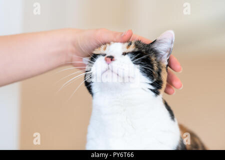 Nahaufnahme des Calico Cat, geschlossen, schließen die Augen, weibliche Person, Frau eine Hand, Finger streicheln, berühren, Kopf, glücklich, Glück Stockfoto