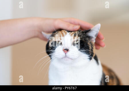 Nahaufnahme des Calico Cat, weibliche Person, Frau eine Hand, Finger, Schmusen, Streicheln, berühren, Kopf, glücklich, Glück, schliessen die Augen Stockfoto