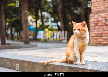 Shaby street Rot heimatlose Katze auf dem Hof des Klosters Stockfoto