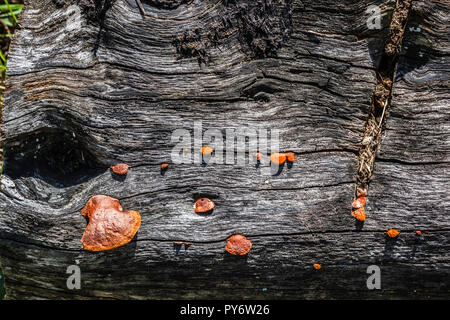 Baum Rinde Closeup mit Pilz Stockfoto