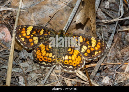 Feld Crescent Schmetterling (Phyciodes pulchella) Ruhe im Wald boden Blattsänfte, Castle Rock Colorado USA. Stockfoto