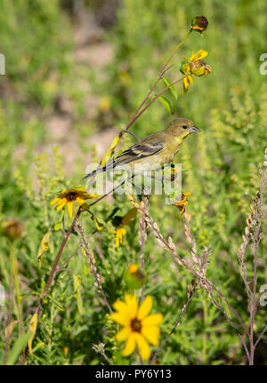 Weibliche weniger Stieglitz (Spinus psaltria) für Saatgut auf Prairie Sonnenblumen suchen, Castle Rock Colorado USA. Foto im August getroffen. Stockfoto