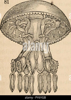 "Tierischen und pflanzlichen Physiologie, mit Bezug auf die natürliche Theologie" (1836) Stockfoto