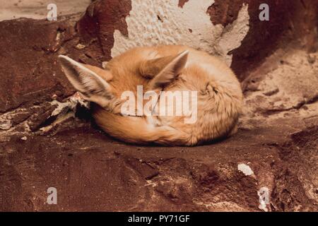 Ein schönes kleines Tier, das aussieht wie ein Fuchs schläft auf roten Steinen zusammengerollt. Sie liebt es gemütlich. Stockfoto