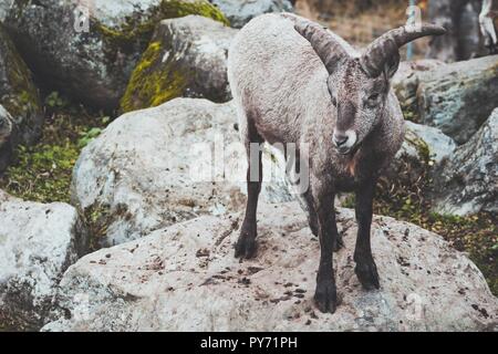 Eine schöne Ram mit verdrehten Hörnern steht auf einem felsigen Oberfläche unter den Felsen. Diese Schafe leben in einem Ort, wo es viele Berge und Felsen. Stockfoto