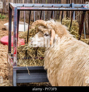 Navajo Churro Schafe ram kauen Alfalfa in Bosque Redondo Memorial, Fort Sumner Historic Site, New Mexico, USA. Stockfoto