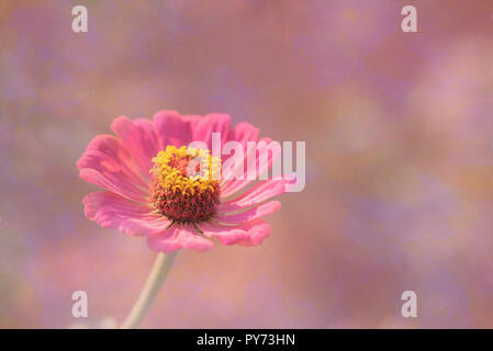 Rosa Gerbera auf Rosa strukturierten Hintergrund Stockfoto
