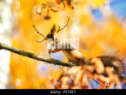 Schöne Eichhörnchen liegt hoch auf einem Baum in einem Herbst Park auf einem Hintergrund von leuchtend gelbe Laub und Zweige isst Stockfoto