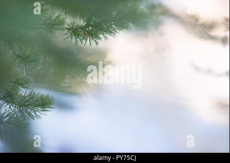 Fichte (Picea abies) Zweige gegen defokussierten Hintergrund des Himmels, Stockfoto