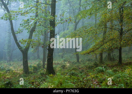 Eine misty breitblättrige Wald im Herbst Dowsborough in der quantock Hills in Somerset, England. Stockfoto