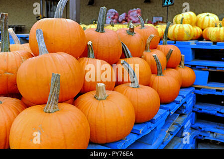 Kürbisse auf dem Display im Freien auf einem Markt in Northeast Ohio, USA. Stockfoto