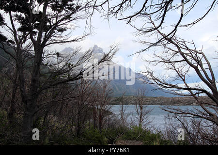 Brand verwüstete Wald im Torres del Paine Nationalpark, mit Cuernos Del Paine im Hintergrund, Chile Stockfoto