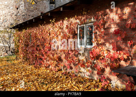 Red brick wall mit Fenster, mit rote Blätter im Herbst eingerichtet. Stockfoto