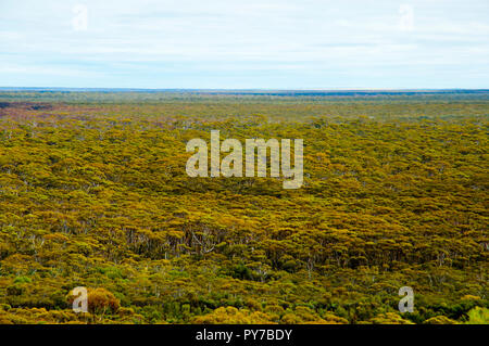 Great Western Woodlands - Australien Stockfoto