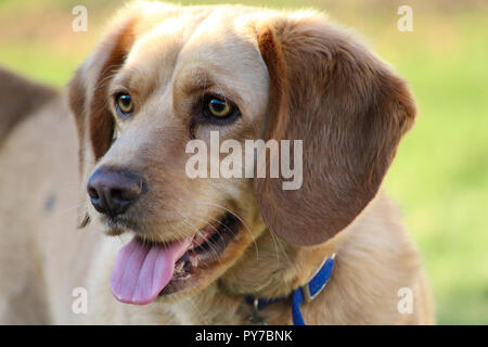 Labor Beagle Mix Stockfoto