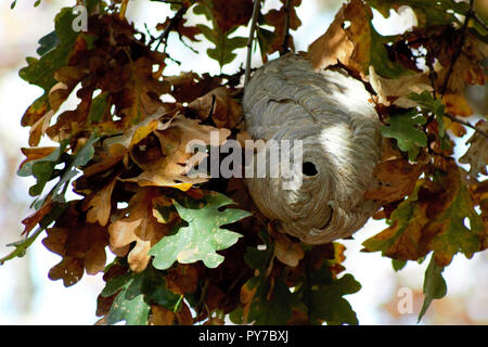 Ein Papier Nest von Bald-Faced Hornissen versteckt sich in einem Cluster von Eichenlaub, es hängt vom Ast einer Eiche im Herbst des Jahres. Stockfoto
