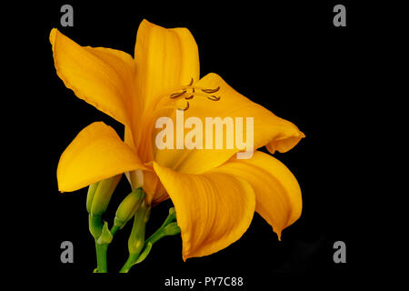 Kunst Stillleben Farbe makro Bild eines isolierten weit offen orange gelb daylily Blüte mit Stängel und Blüten auf schwarzem Hintergrund Stockfoto