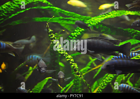 Viele graue Fische im Aquarium unter hohen grünen Algen und kleinen Flecken Stockfoto