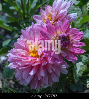 Farbe outdoor Blumen Makro einer üppigen Bündel violett rosa gelb Dahlie Blüten auf natürliche verschwommenen Hintergrund an einem sonnigen Sommertag genommen Stockfoto