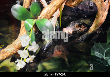 Leiter der ein Krokodil im Wasser lauern unter den Zweigen mit orchideenblüten Stockfoto