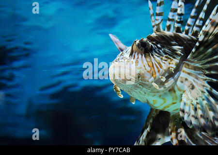 Nahaufnahme des Gesichts der Feuerfische auf dem Hintergrund von dunklem Blau Wasser im Aquarium
