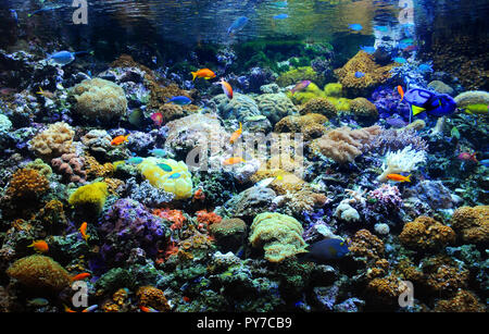 Viele kleine Fische in der bunten Korallenriff Stockfoto