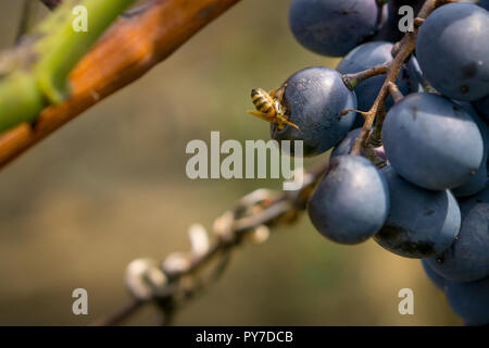 Warst essen Traube. Leiter der Wasp in Trauben Stockfoto