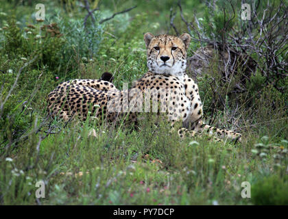 Cheetah kauern und beobachtete Beute, Shamwari Game Reserve, Südafrika Stockfoto