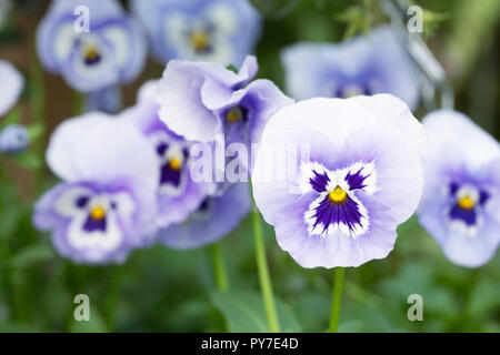 Blumen Viola' Panola Marina' wächst in einem hängenden Korb. Stockfoto