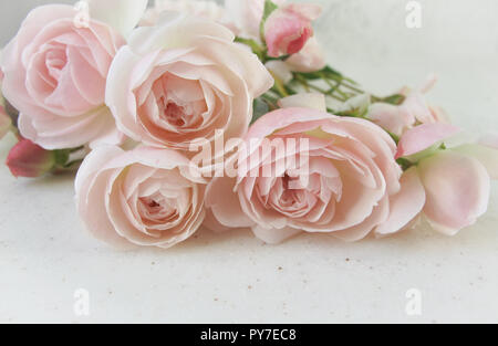 Rosa Rosen auf weißem Hintergrund. Perfekt für Grußkarten und Einladungen der Hochzeit, Geburtstag, Valentinstag, Muttertag Stockfoto