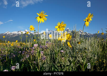 WY 02524-00 ... WYOMING - Arrowleaf balsamroot und klebrig, Geranien blühen in der Antelope Flats Bereich von Jackson Hole, Grand Teton National Park. Stockfoto