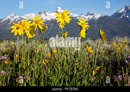 WY 02525-00 ... WYOMING - Arrowleaf balsamroot und klebrig, Geranien blühen in der Antelope Flats Bereich von Jackson Hole, Grand Teton National Park. Stockfoto