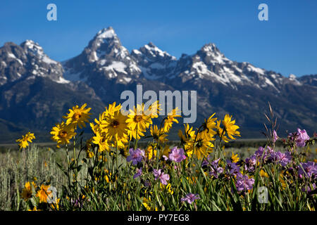 WY 02527-00 ... WYOMING - Arrowleaf balsamroot und klebrig, Geranien blühen in der Antelope Flats Bereich von Jackson Hole, Grand Teton National Park. Stockfoto