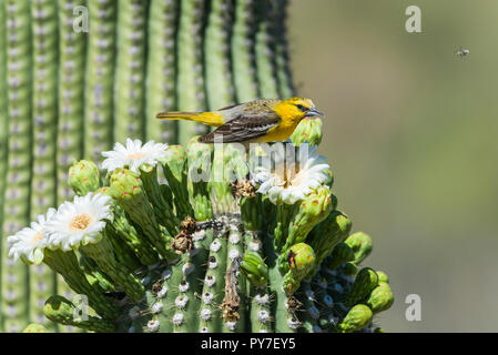 Unreifen männlichen Bullock's Oriole (Ikterus) bullockii Fütterung auf Blüten des Saguaro (Carnegiea gigantea). Arizona Stockfoto