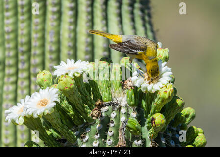 Unreifen männlichen Bullock's Oriole (Ikterus) bullockii Fütterung auf Blüten des Saguaro (Carnegiea gigantea). Arizona Stockfoto