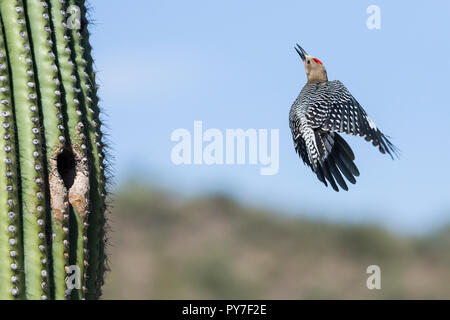 Ein männlicher Gila Woodpecker (Melanerpes uropygialis) explodiert aus einem Nest in einem Saguaro (Carnegiea gigantea), das Fliegen an der Oberseite des Saguaro. Arizona Stockfoto