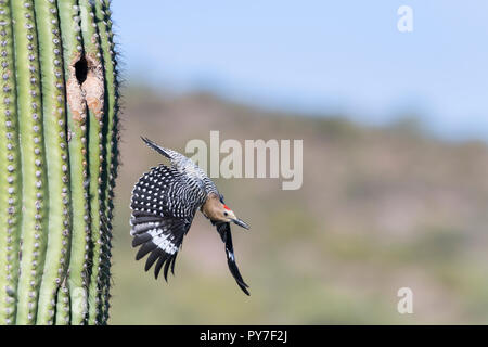 Ein männlicher Gila Woodpecker (Melanerpes uropygialis) fliegt aus einem Nest in einem Saguaro (Carnegiea gigantea). Arizona Stockfoto