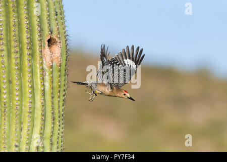 Ein männlicher Gila Woodpecker (Melanerpes uropygialis) fliegt aus einem Nest in einem Saguaro (Carnegiea gigantea). Arizona Stockfoto